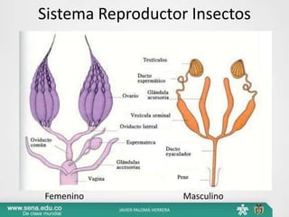 Sistema Reproductor Insectos
Femenino Masculino
JAVIER PALOMÁ HERRERA
 