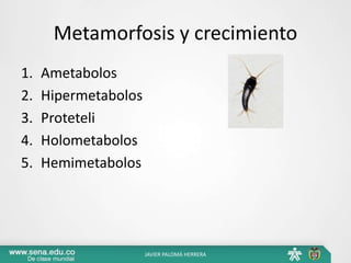 Metamorfosis y crecimiento
1. Ametabolos
2. Hipermetabolos
3. Proteteli
4. Holometabolos
5. Hemimetabolos
JAVIER PALOMÁ HERRERA
 