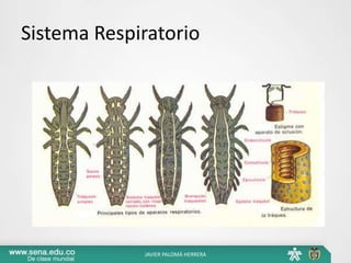 Sistema Respiratorio
JAVIER PALOMÁ HERRERA
 