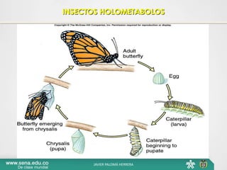 INSECTOS HOLOMETABOLOS
JAVIER PALOMÁ HERRERA
 