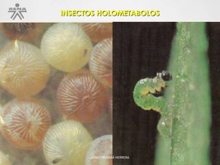 INSECTOS HOLOMETABOLOS
JAVIER PALOMÁ HERRERA
 