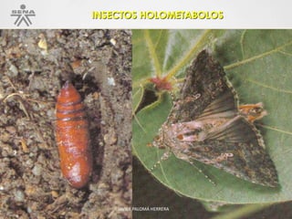 INSECTOS HOLOMETABOLOS
JAVIER PALOMÁ HERRERA
 