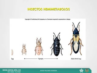INSECTOS HEMIMETABOLOS
JAVIER PALOMÁ HERRERA
 