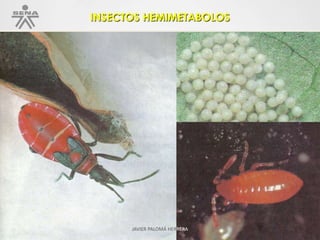 INSECTOS HEMIMETABOLOS
JAVIER PALOMÁ HERRERA
 