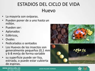 ESTADIOS DEL CICLO DE VIDA
Huevo
• La mayoría son ovíparas.
• Pueden poner de a uno hasta un
millón.
• Pueden ser:
• Aplanados
• Esféricos,
• Ovales
• Pedicelados o sentados
• Los Huevos de los insectos son
generalmente pequeños (0,1 mm
y 6-8 mm)y de forma variable
• su superficie puede ser lisa,
estriada, o puede estar cubierta
de espinas.
JAVIER PALOMÁ HERRERA
 