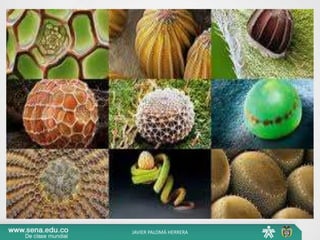 JAVIER PALOMÁ HERRERA
 