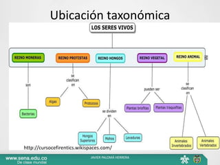 Ubicación taxonómica
http://cursocefirentics.wikispaces.com/
JAVIER PALOMÁ HERRERA
 