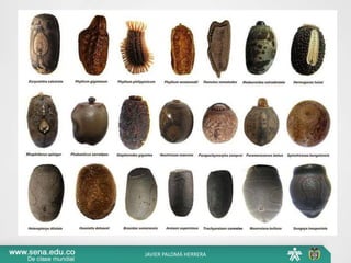 JAVIER PALOMÁ HERRERA
 