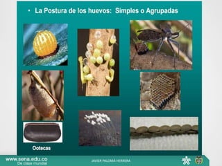 JAVIER PALOMÁ HERRERA
 