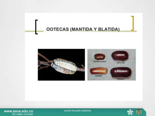 JAVIER PALOMÁ HERRERA
 