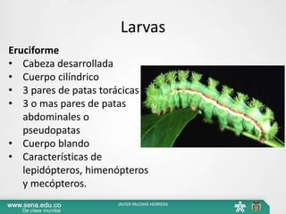 Larvas
Eruciforme
• Cabeza desarrollada
• Cuerpo cilíndrico
• 3 pares de patas torácicas
• 3 o mas pares de patas
abdominales o
pseudopatas
• Cuerpo blando
• Características de
lepidópteros, himenópteros
y mecópteros.
JAVIER PALOMÁ HERRERA
 