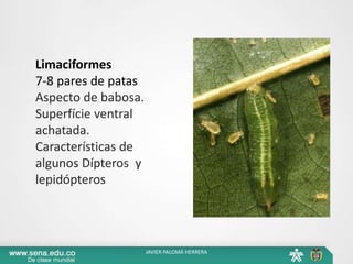 Limaciformes
7-8 pares de patas
Aspecto de babosa.
Superfície ventral
achatada.
Características de
algunos Dípteros y
lepidópteros
JAVIER PALOMÁ HERRERA
 