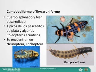 Campodeiforme o Thysaruniforme
• Cuerpo aplanado y bien
desarrollado
• Típicos de los pescaditos
de plata y algunos
Coleópteros acuáticos
• Se encuentran en
Neuroptera, Trichoptera.
JAVIER PALOMÁ HERRERA
 