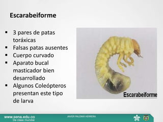 Escarabeiforme
 3 pares de patas
toráxicas
 Falsas patas ausentes
 Cuerpo curvado
 Aparato bucal
masticador bien
desarrollado
 Algunos Coleópteros
presentan este tipo
de larva
JAVIER PALOMÁ HERRERA
 