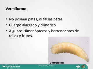 Vermiforme
• No poseen patas, ni falsas patas
• Cuerpo alargado y cilíndrico
• Algunos Himenópteros y barrenadores de
tallos y frutos.
JAVIER PALOMÁ HERRERA
 