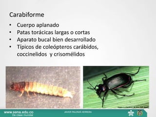 Carabiforme
• Cuerpo aplanado
• Patas torácicas largas o cortas
• Aparato bucal bien desarrollado
• Típicos de coleópteros carábidos,
coccinelidos y crisomélidos
JAVIER PALOMÁ HERRERA
 