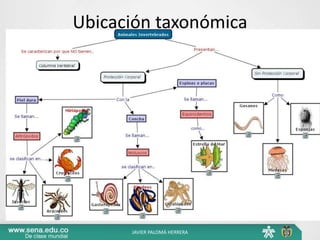 Ubicación taxonómica
JAVIER PALOMÁ HERRERA
 