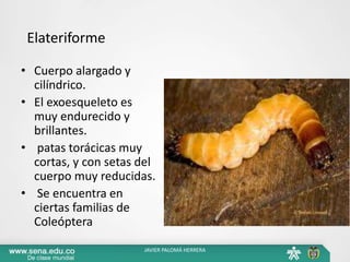 Elateriforme
• Cuerpo alargado y
cilíndrico.
• El exoesqueleto es
muy endurecido y
brillantes.
• patas torácicas muy
cortas, y con setas del
cuerpo muy reducidas.
• Se encuentra en
ciertas familias de
Coleóptera
JAVIER PALOMÁ HERRERA
 
