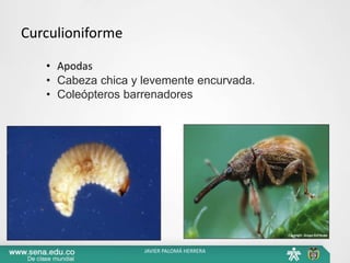 Curculioniforme
• Apodas
• Cabeza chica y levemente encurvada.
• Coleópteros barrenadores
JAVIER PALOMÁ HERRERA
 