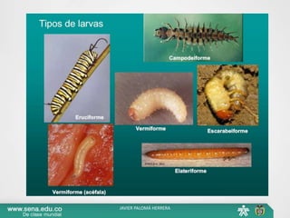 JAVIER PALOMÁ HERRERA
 