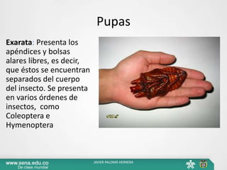 Pupas
Exarata: Presenta los
apéndices y bolsas
alares libres, es decir,
que éstos se encuentran
separados del cuerpo
del insecto. Se presenta
en varios órdenes de
insectos, como
Coleoptera e
Hymenoptera
JAVIER PALOMÁ HERRERA
 