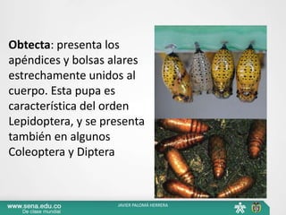 Obtecta: presenta los
apéndices y bolsas alares
estrechamente unidos al
cuerpo. Esta pupa es
característica del orden
Lepidoptera, y se presenta
también en algunos
Coleoptera y Diptera
JAVIER PALOMÁ HERRERA
 