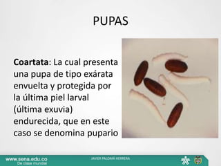 Coartata: La cual presenta
una pupa de tipo exárata
envuelta y protegida por
la última piel larval
(última exuvia)
endurecida, que en este
caso se denomina pupario
JAVIER PALOMÁ HERRERA
PUPAS
 