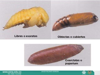 JAVIER PALOMÁ HERRERA
 