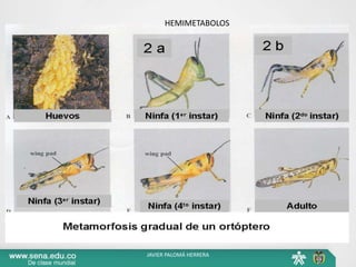 JAVIER PALOMÁ HERRERA
HEMIMETABOLOS
 