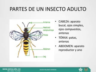 PARTES DE UN INSECTO ADULTO
• CABEZA: aparato
bucal, ojos simples,
ojos compuestos,
antenas
• TÓRAX: patas,
antenas
• ABDOMEN: aparato
reproductor y ano
JAVIER PALOMÁ HERRERA
 