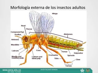 Un insecto o hexápodo, es un organismo:
• Cuyo cuerpo está dividido en tres partes: cabeza, tórax y
abdomen
• Posee 3 pares de patas
Morfología externa de los insectos adultos
JAVIER PALOMÁ HERRERA
 