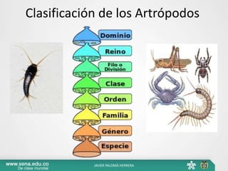 Clasificación de los Artrópodos
JAVIER PALOMÁ HERRERA
 
