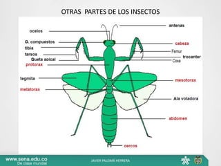 OTRAS PARTES DE LOS INSECTOS
JAVIER PALOMÁ HERRERA
 