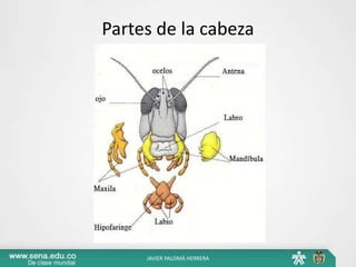 Partes de la cabeza
JAVIER PALOMÁ HERRERA
 