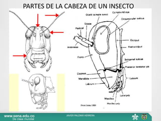 PARTES DE LA CABEZA DE UN INSECTO
JAVIER PALOMÁ HERRERA
 