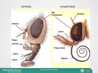 DIPTEROS LEPIDOPTEROS
JAVIER PALOMÁ HERRERA
 