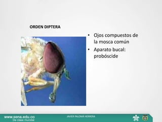 ORDEN DIPTERA
• Ojos compuestos de
la mosca común
• Aparato bucal:
probóscide
JAVIER PALOMÁ HERRERA
 