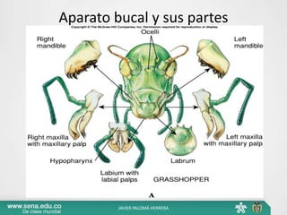 Aparato bucal y sus partes
JAVIER PALOMÁ HERRERA
 