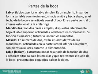 Labro. (labio superior o labio simple). Es un esclerito impar de
forma variable con movimientos hacia arriba y hacia abajo; es el
techo de la boca y se articula con el clípeo. En su parte ventral o
interna está localiza la epifaringe.
Mandíbulas. Son dos piezas simples, dispuestas lateralmente
bajo el labio superior, articuladas, resistentes y esclerosadas. Su
función es masticar, triturar o lacerar los alimentos.
Maxilas. En número de dos, están situadas detrás de las
mandíbulas. Articuladas en la parte lateral inferior a la cabeza,
son piezas auxiliares durante la alimentación.
Labio (labium). Estructura impar resultado de la fusión de dos
apéndices situada bajo las maxilas y que representa el suelo de
la boca; presenta dos pequeños palpos labiales.
Partes de la boca
JAVIER PALOMÁ HERRERA
 