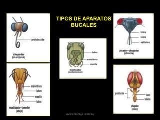 TIPOS DE APARATOS
BUCALES
JAVIER PALOMÁ HERRERA
 