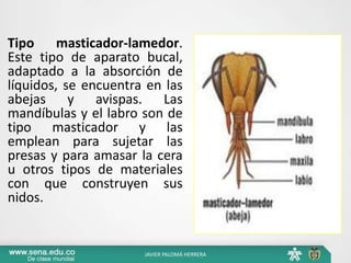Tipo masticador-lamedor.
Este tipo de aparato bucal,
adaptado a la absorción de
líquidos, se encuentra en las
abejas y avispas. Las
mandíbulas y el labro son de
tipo masticador y las
emplean para sujetar las
presas y para amasar la cera
u otros tipos de materiales
con que construyen sus
nidos.
JAVIER PALOMÁ HERRERA
 