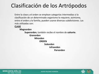 Clasificación de los Artrópodos
Entre la clase y el orden se emplean categorías intermedias si la
clasificación de un determinado organismo lo requiere; asimismo,
entre el orden y la familia, pueden usarse diversas subdivisiones. Las
más utilizadas son:
CLASE
Magnorden
Superorden, también recibe el nombre de cohorte.
Granorden
Mirorden
ORDEN
Suborden
Infraorden
Parvorden
JAVIER PALOMÁ HERRERA
 