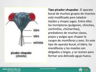 Tipo picador-chupador. El aparato
bucal de muchos grupos de insectos
está modificado para taladrar
tejidos y chupar jugos. Entre ellos
los hemípteros (pulgones, chinches,
cochinillas, chicharritas),
predadores de muchas clases,
piojos y pulgas que chupan la
sangre de mamíferos y aves. En este
tipo de aparato bucal, el labro, las
mandíbulas y las maxilas son
delgados y largos, y se reúnen para
formar una delicada aguja hueca.
JAVIER PALOMÁ HERRERA
 