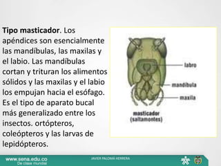 Tipo masticador. Los
apéndices son esencialmente
las mandíbulas, las maxilas y
el labio. Las mandíbulas
cortan y trituran los alimentos
sólidos y las maxilas y el labio
los empujan hacia el esófago.
Es el tipo de aparato bucal
más generalizado entre los
insectos. ortópteros,
coleópteros y las larvas de
lepidópteros.
JAVIER PALOMÁ HERRERA
 