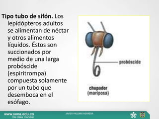 Tipo tubo de sifón. Los
lepidópteros adultos
se alimentan de néctar
y otros alimentos
líquidos. Éstos son
succionados por
medio de una larga
probóscide
(espiritrompa)
compuesta solamente
por un tubo que
desemboca en el
esófago.
JAVIER PALOMÁ HERRERA
 