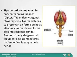 • Tipo cortador-chupador. Se
encuentra en los tábanos
(Diptera Tabanidae) y algunos
otros dípteros. Las mandíbulas
se presentan en forma de hojas
afiladas y las maxilas en forma
de largos estiletes sonda.
Ambas cortan y desgarran el
tegumento de los mamíferos,
haciendo fluir la sangre de la
herida.
JAVIER PALOMÁ HERRERA
 