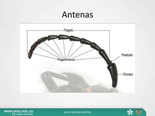 Antenas
JAVIER PALOMÁ HERRERA
 