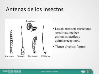 Antenas de los Insectos
• Las antenas son estructuras
sensitivas, reciben
estímulos táctiles y
quimiorreceptores.
• Tienen diversas formas
JAVIER PALOMÁ HERRERA
 