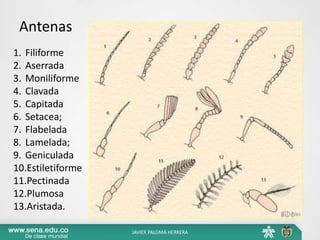 Antenas
1. Filiforme
2. Aserrada
3. Moniliforme
4. Clavada
5. Capitada
6. Setacea;
7. Flabelada
8. Lamelada;
9. Geniculada
10.Estiletiforme
11.Pectinada
12.Plumosa
13.Aristada.
JAVIER PALOMÁ HERRERA
 