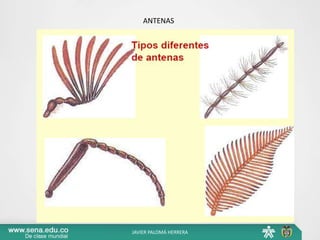 ANTENAS
JAVIER PALOMÁ HERRERA
 